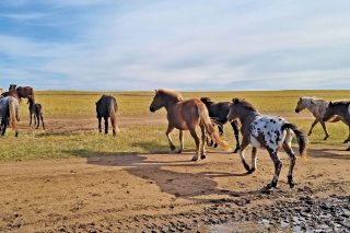 Na Mongolsejj Ceste Chalchyngol 5